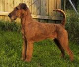 爱尔兰梗（Irish Terrier）