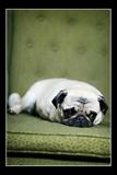 巴哥（pug）