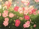 彩色铅笔画的花花