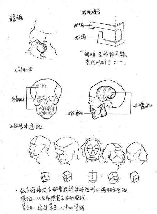 我的画_人体头部结构分析01