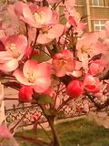 IMG1793A