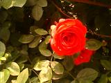 IMG2261A