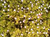 IMG1811A