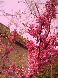 IMG1914A
