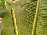 IMG2497A