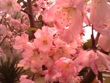 IMG1858A