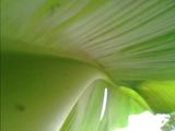IMG2458A