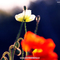 82_43364_514fe7b61cf5427
