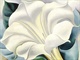 okeeffe01