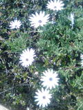 flower white
