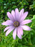 flower purple