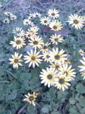 flowers yellow