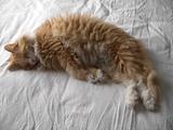 我家猫猫 027
