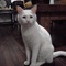我家猫猫 086