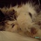 阿嗲PICT1577