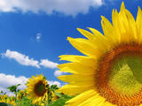 ba86626d570349fc4216940d