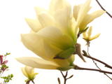 广玉兰