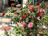 芍药