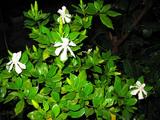 栀子花