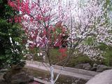 樱花与桃花