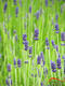 c3e9fff05e4919dcca03b7188a2480f7
