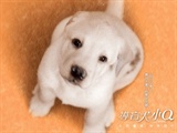 导盲犬小Q