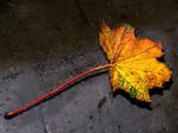 computer_design_Autumn_Leave