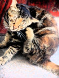 懒猫