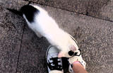 性感的猫