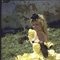 Brigitte Bardot