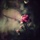 Others