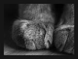 可爱猫猫的小手手3