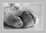 可爱猫猫的小手手5