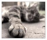 可爱猫猫的小手手9