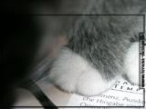 可爱猫猫的小手手1