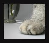 可爱猫猫的小手手 11