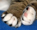 可爱猫猫的小手手7