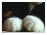 可爱猫猫的小手手4