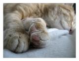 可爱猫猫的小手手 12