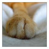 可爱猫猫的小手手8