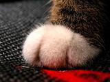 可爱猫猫的小手手6