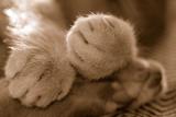可爱猫猫的小手手2