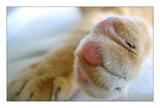 可爱猫猫的小手手 10