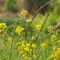 束河：花3