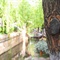 丽江：树2