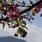 泸沽湖：湖边花5