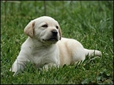 sLabrador_Retriever_puppies_345960440AZS