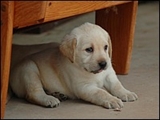 sLabrador_Retriever_puppies_345995417pOE