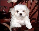 swhite_baby_dog_823520