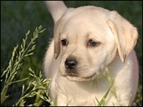 sLabrador_Retriever_puppies_291696499003